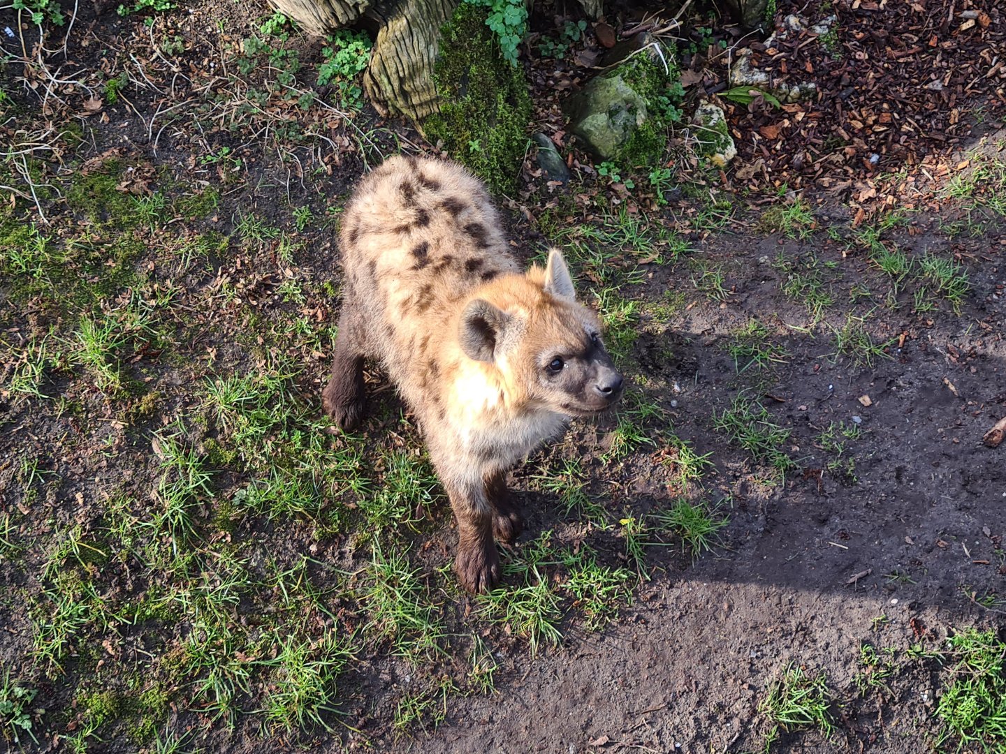 Africa - Spotted hyena