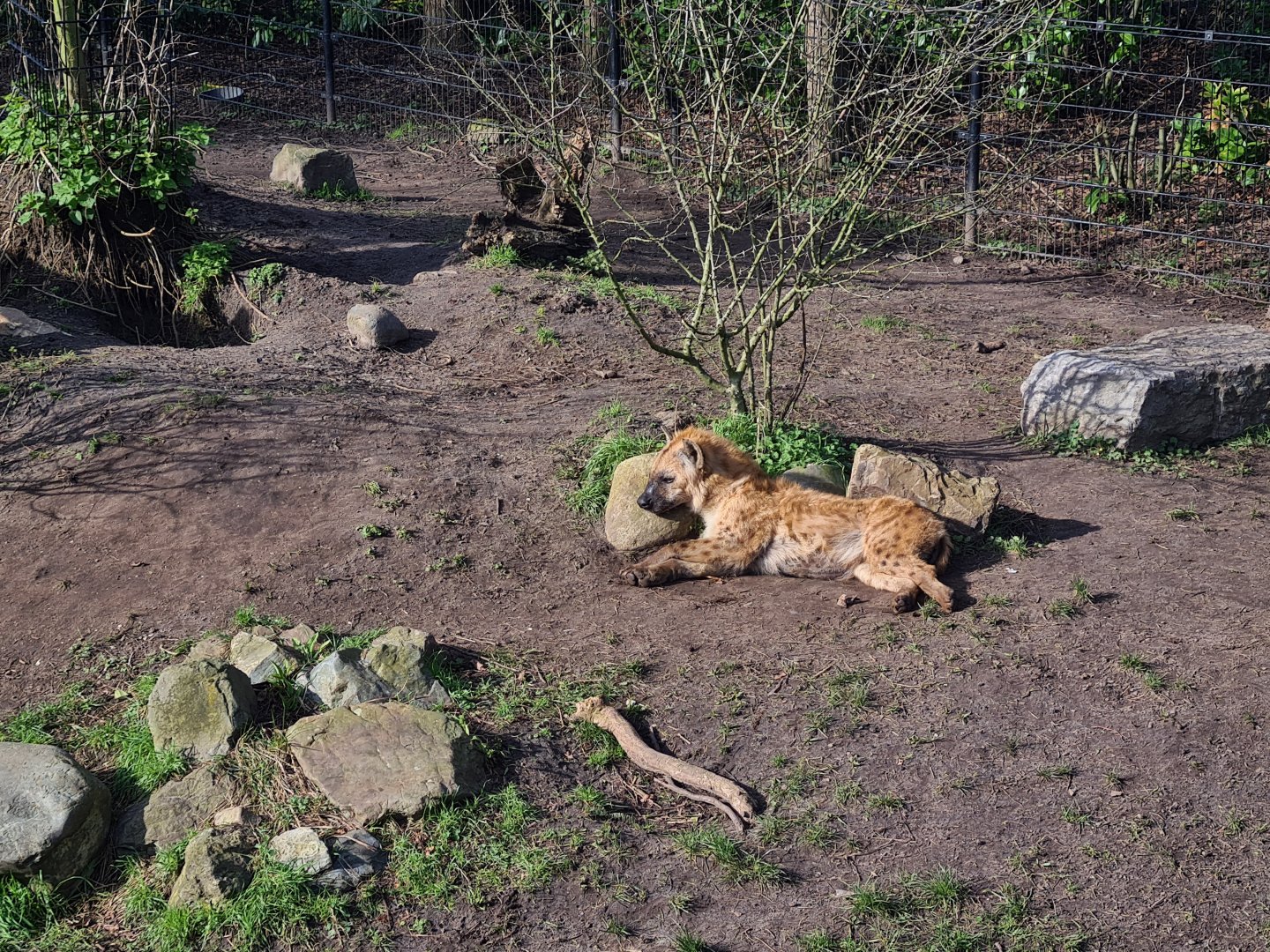 Africa - Spotted hyena