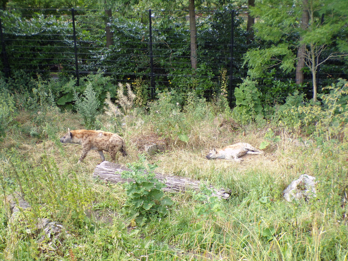 Africa- Spotted hyenas 13.7.23