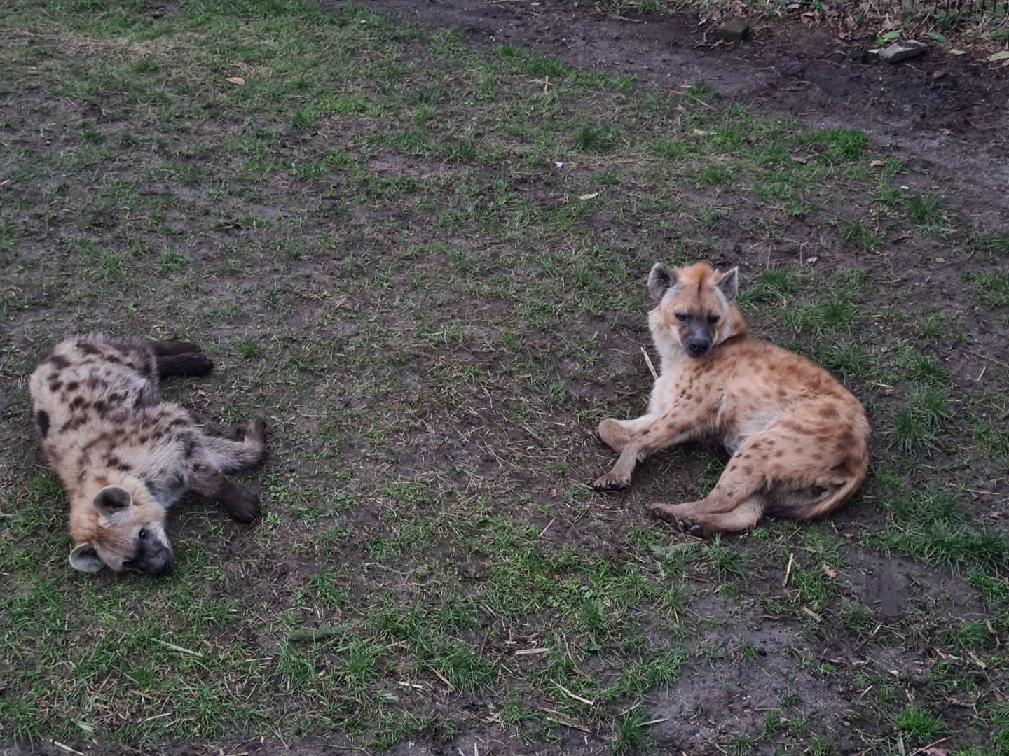 Africa - Spotted hyenas
