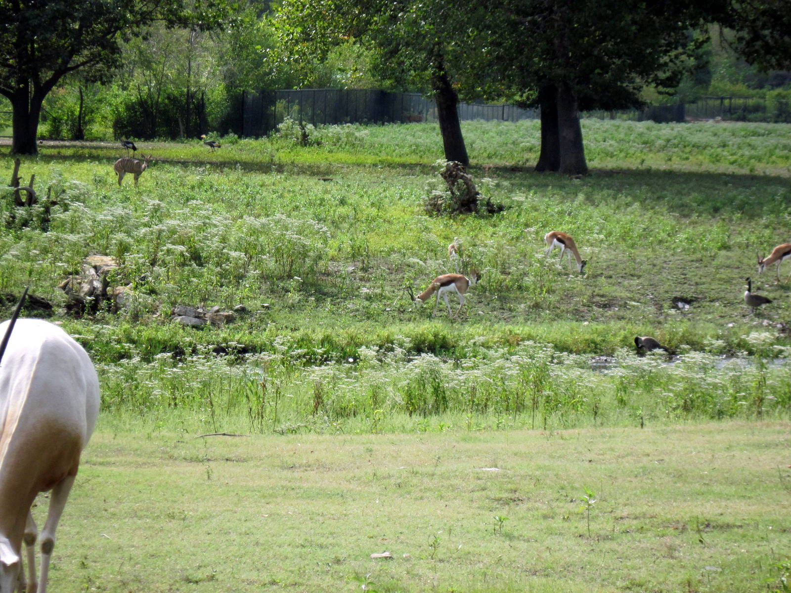 Africa-Springbok on Plains