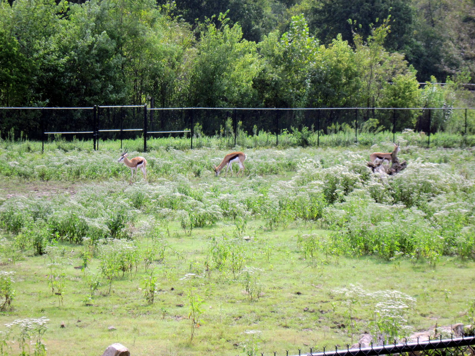 Africa-Springbok on Plains