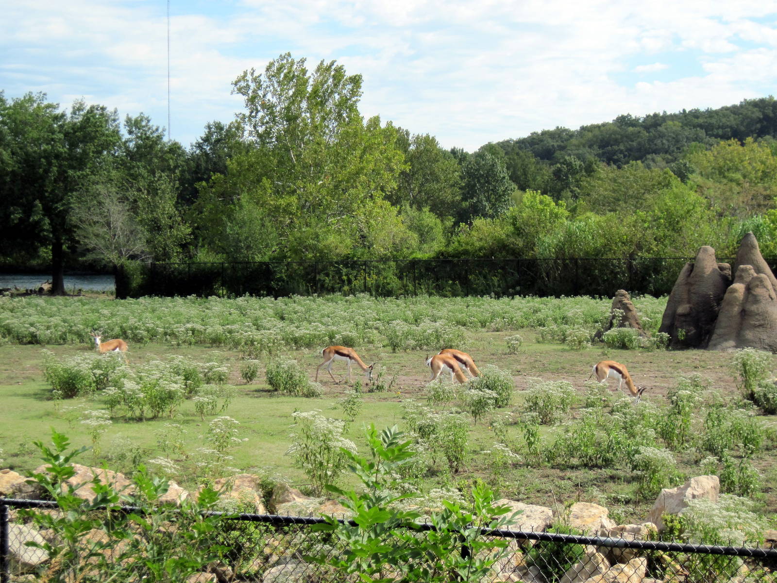 Africa-Springbok on Plains