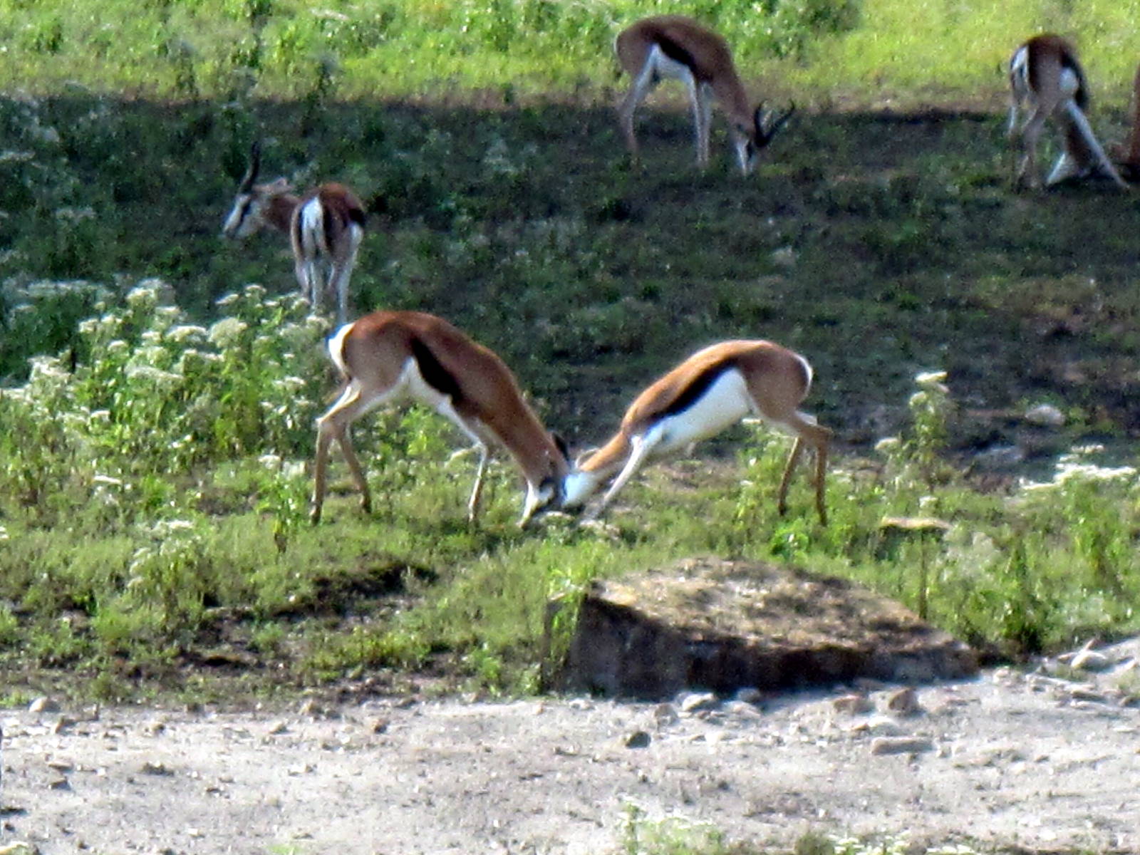 Africa-Springbok