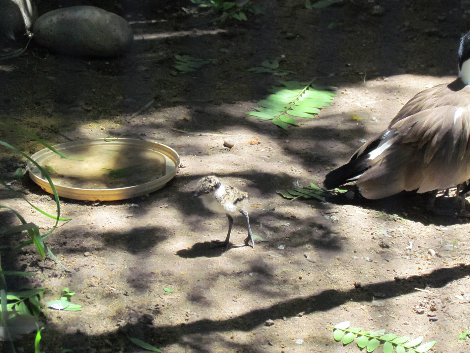 Africa - Spur-winged Plover chick