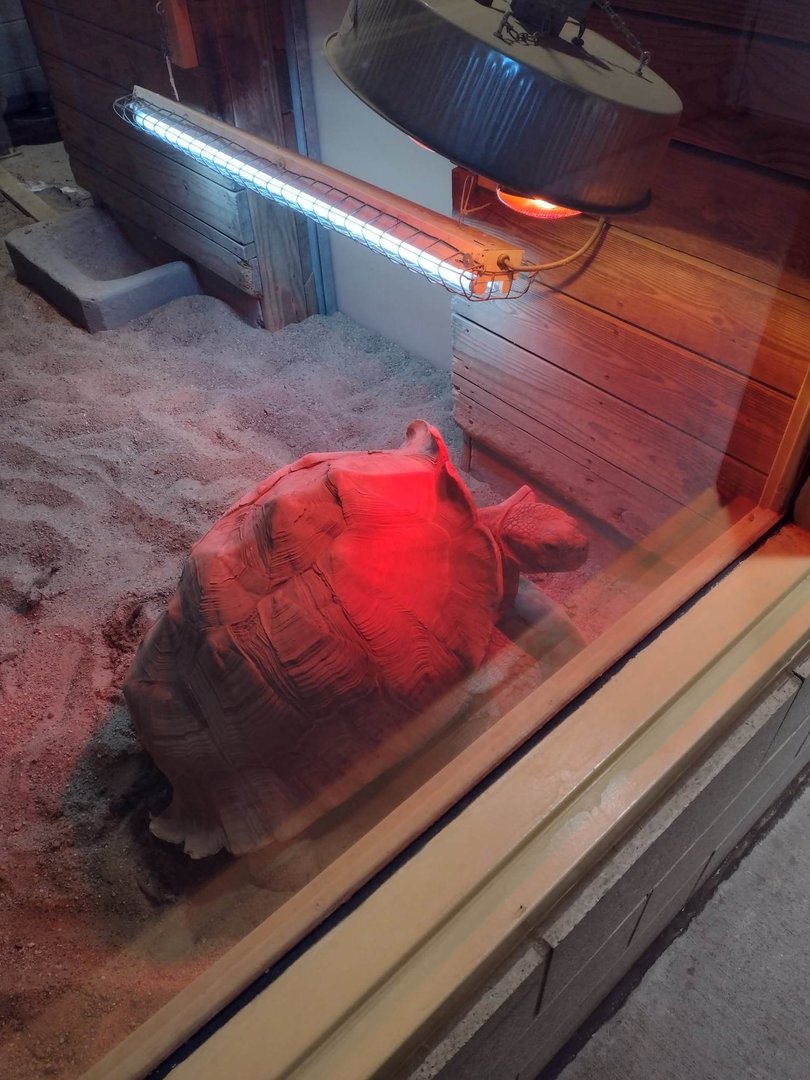 Africa- Spurred Tortoise Winter Viewing