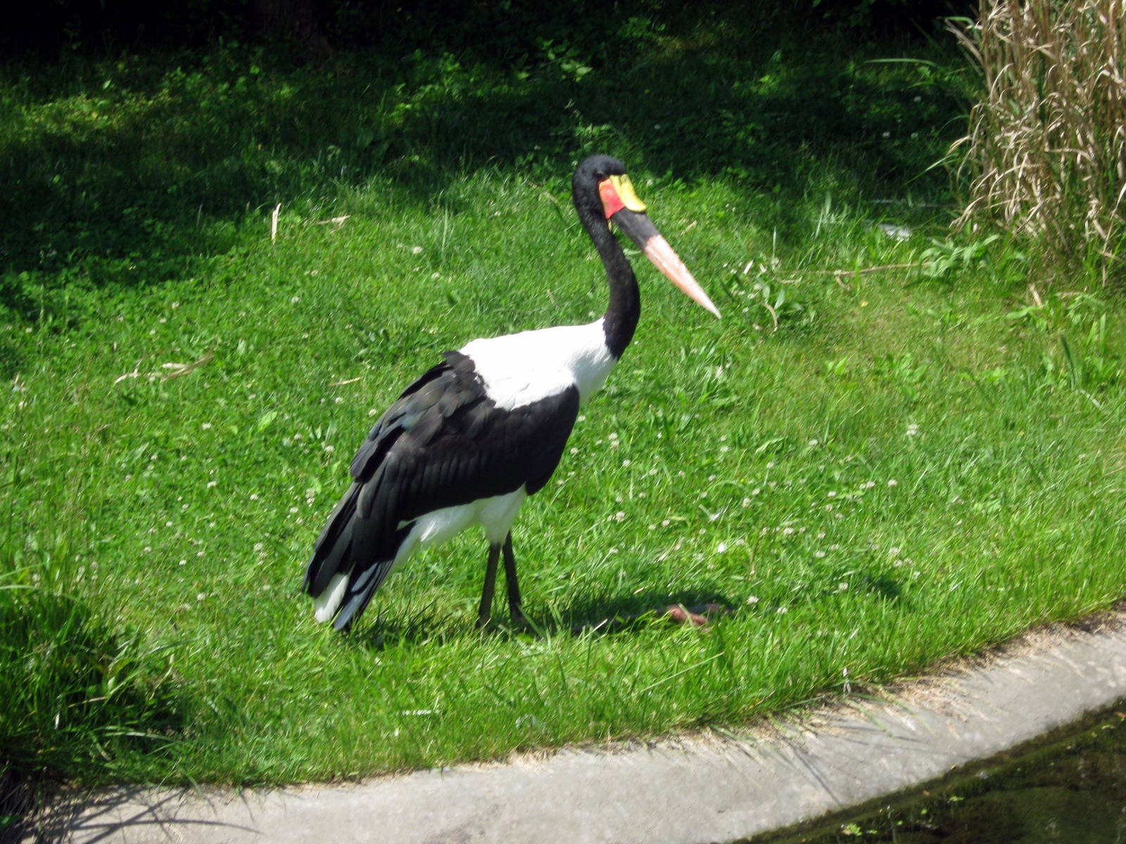 Africa-Stork