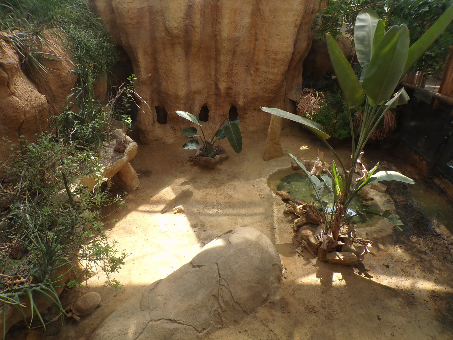 Africa- Sulcatta enclosure 13.7.23