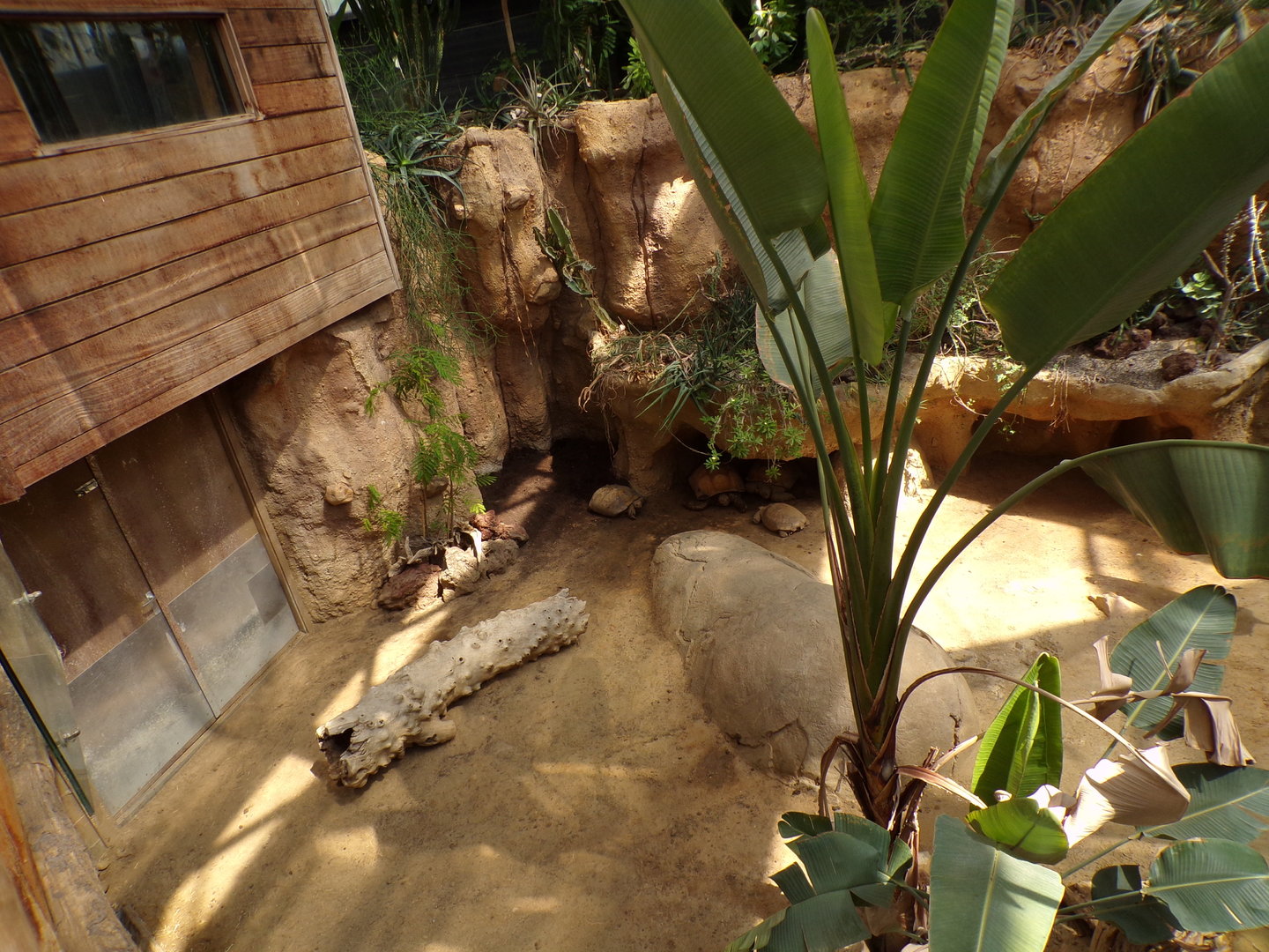 Africa- Sulcatta enclosure 13.7.23