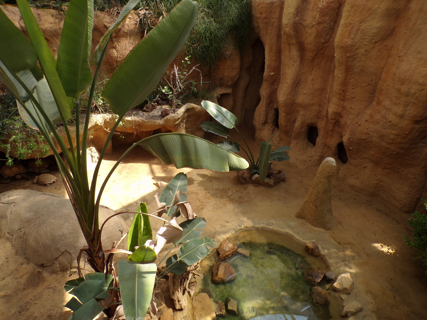 Africa- Sulcatta enclosure 13.7.23