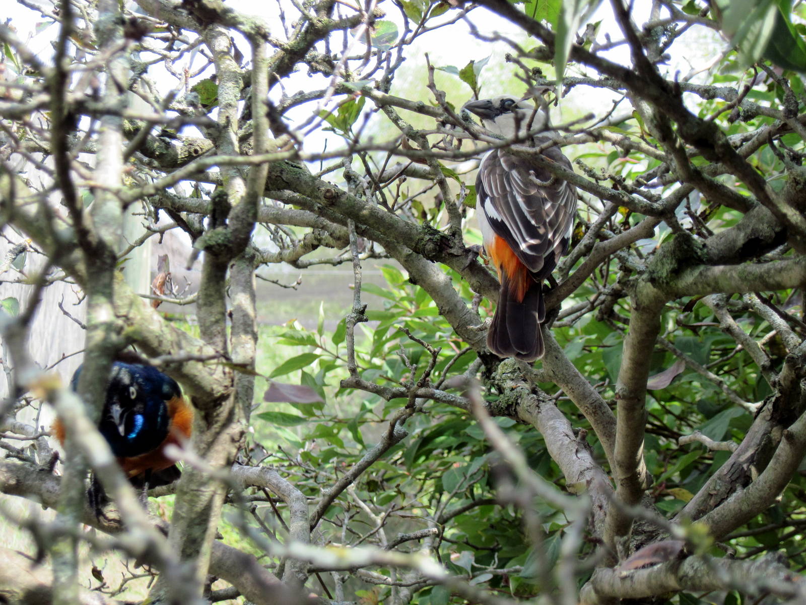 Africa-Superb Starling and White-headed Buffalo Weaver