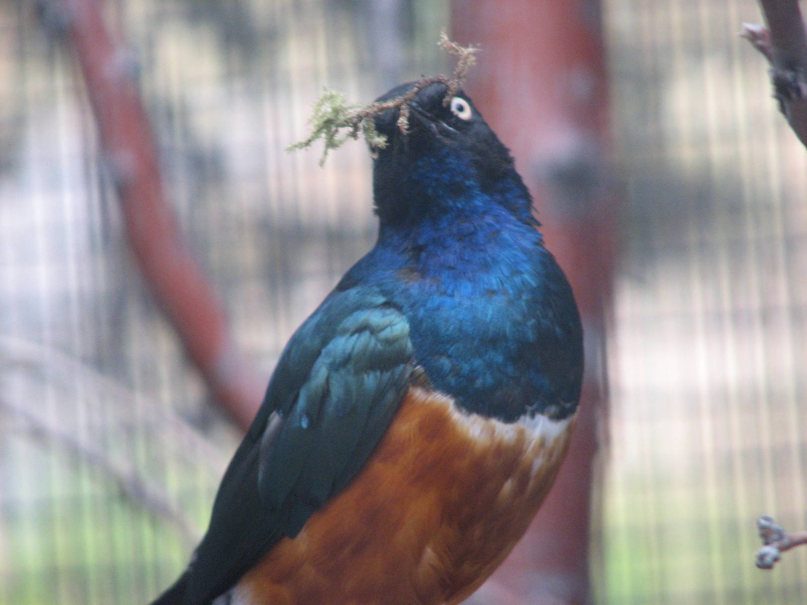 Africa - Superb Starling