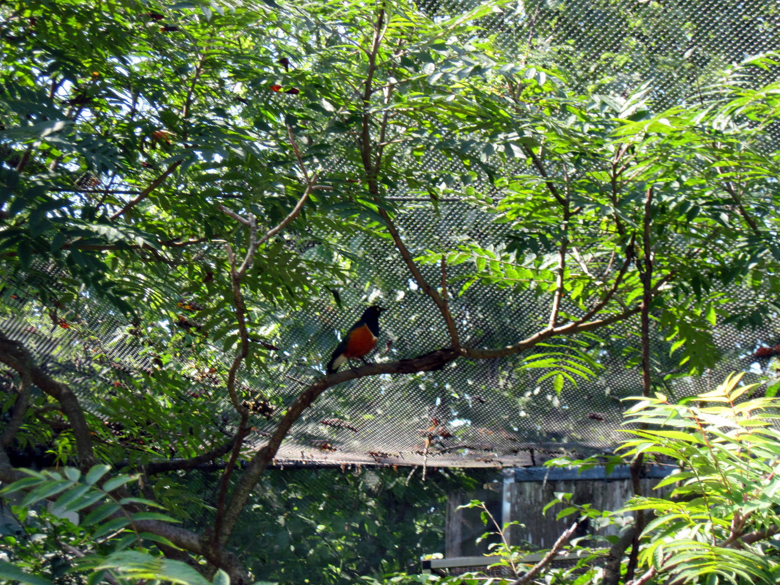 Africa-Superb Starling
