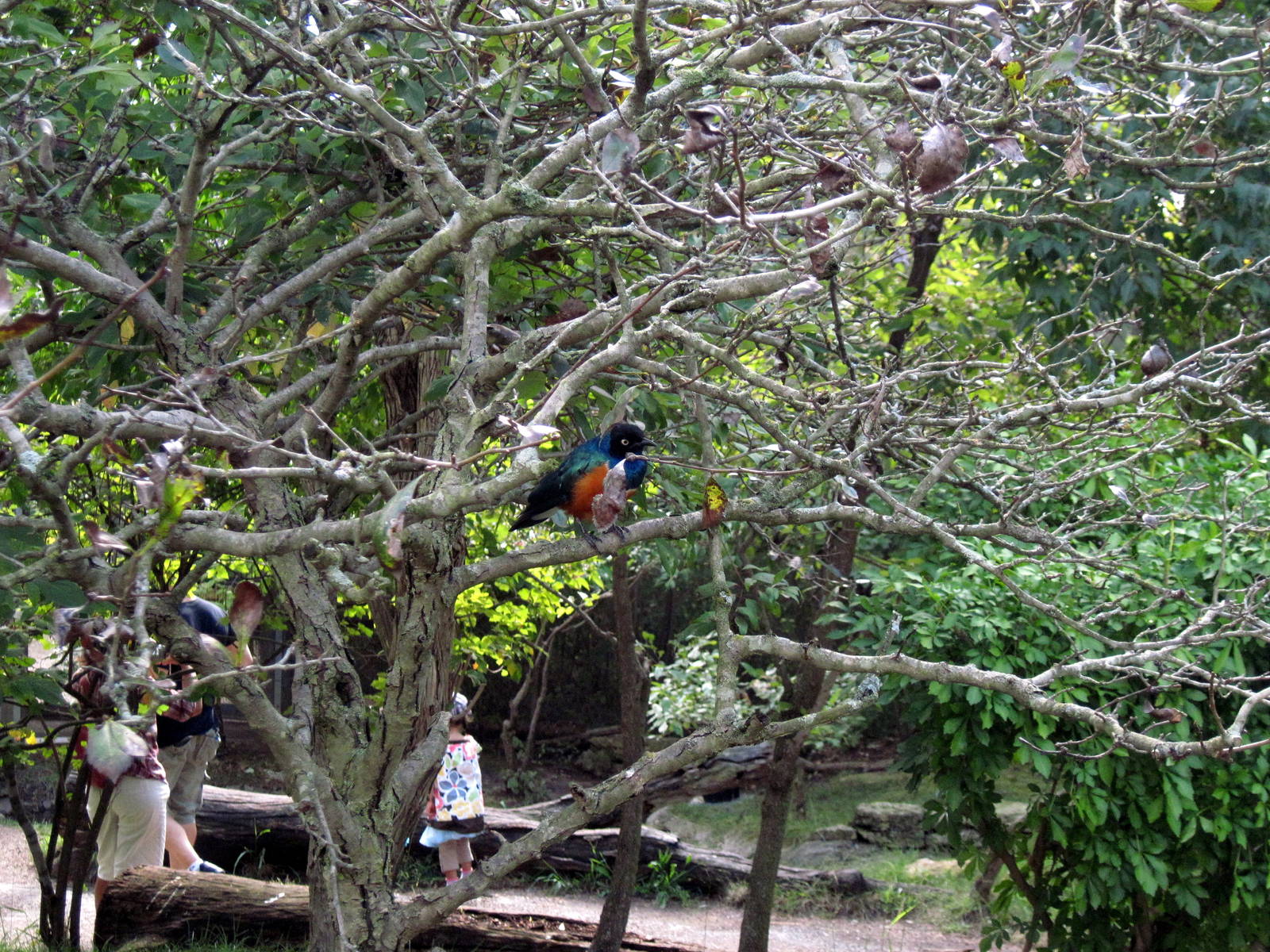 Africa-Superb Starling