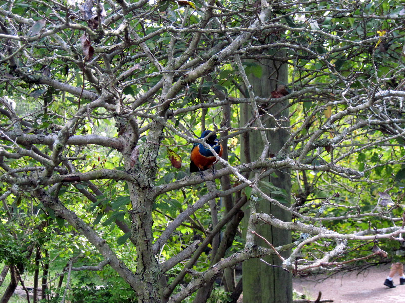 Africa-Superb Starling