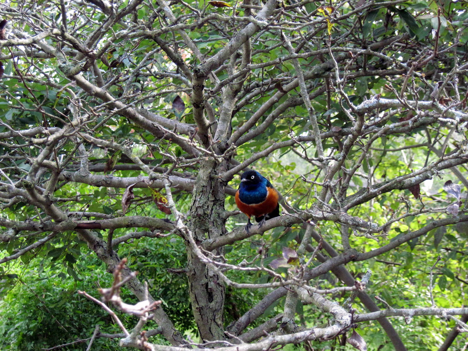 Africa-Superb Starling