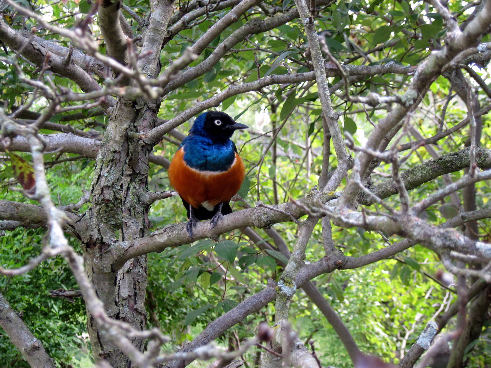 Africa-Superb Starling