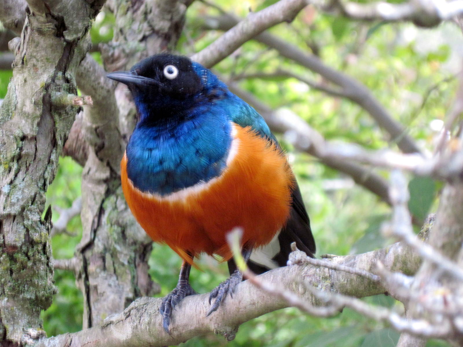 Africa-Superb Starling