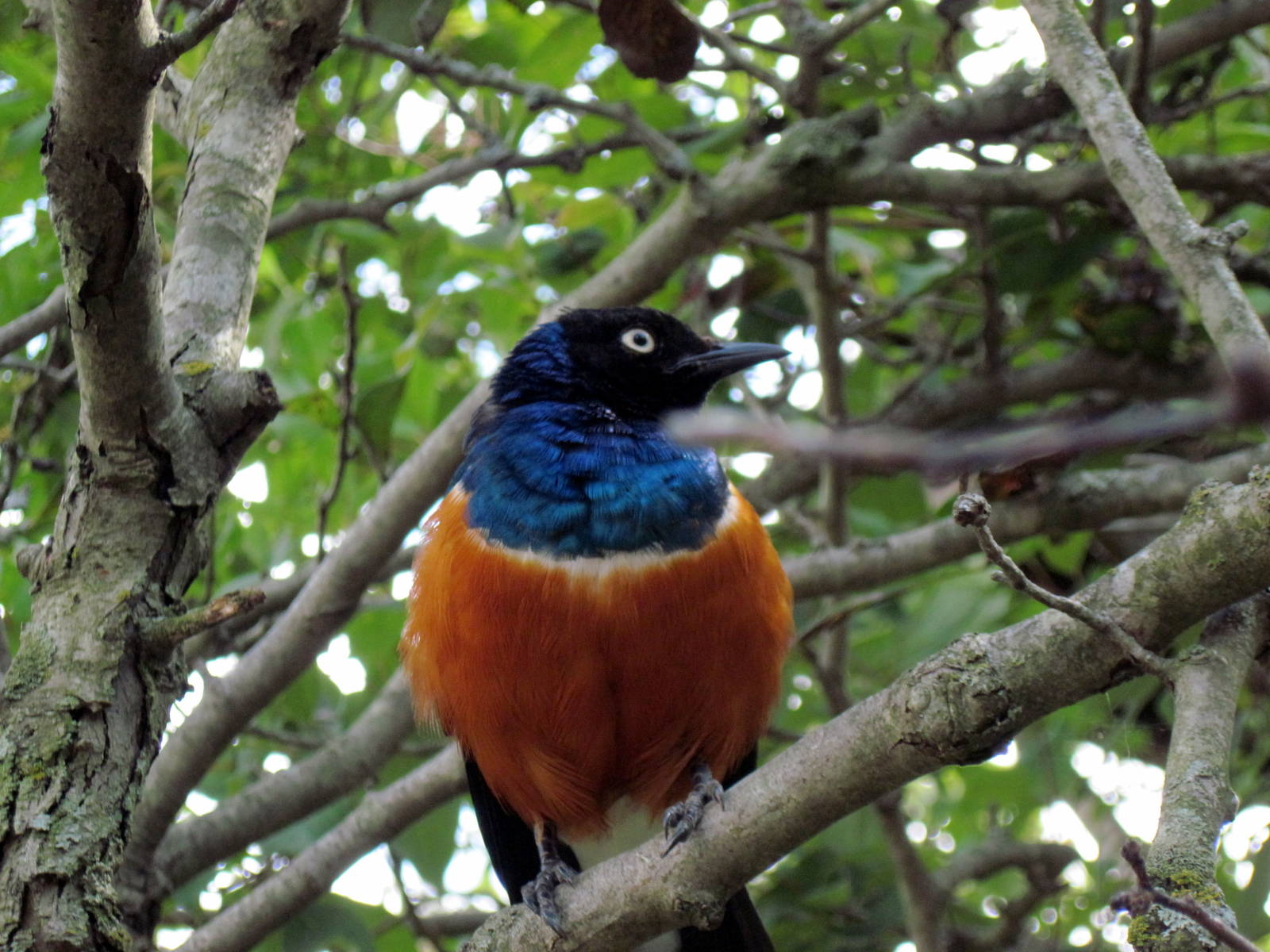 Africa-Superb Starling