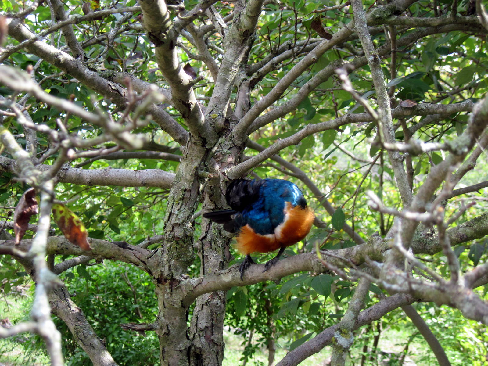 Africa-Superb Starling