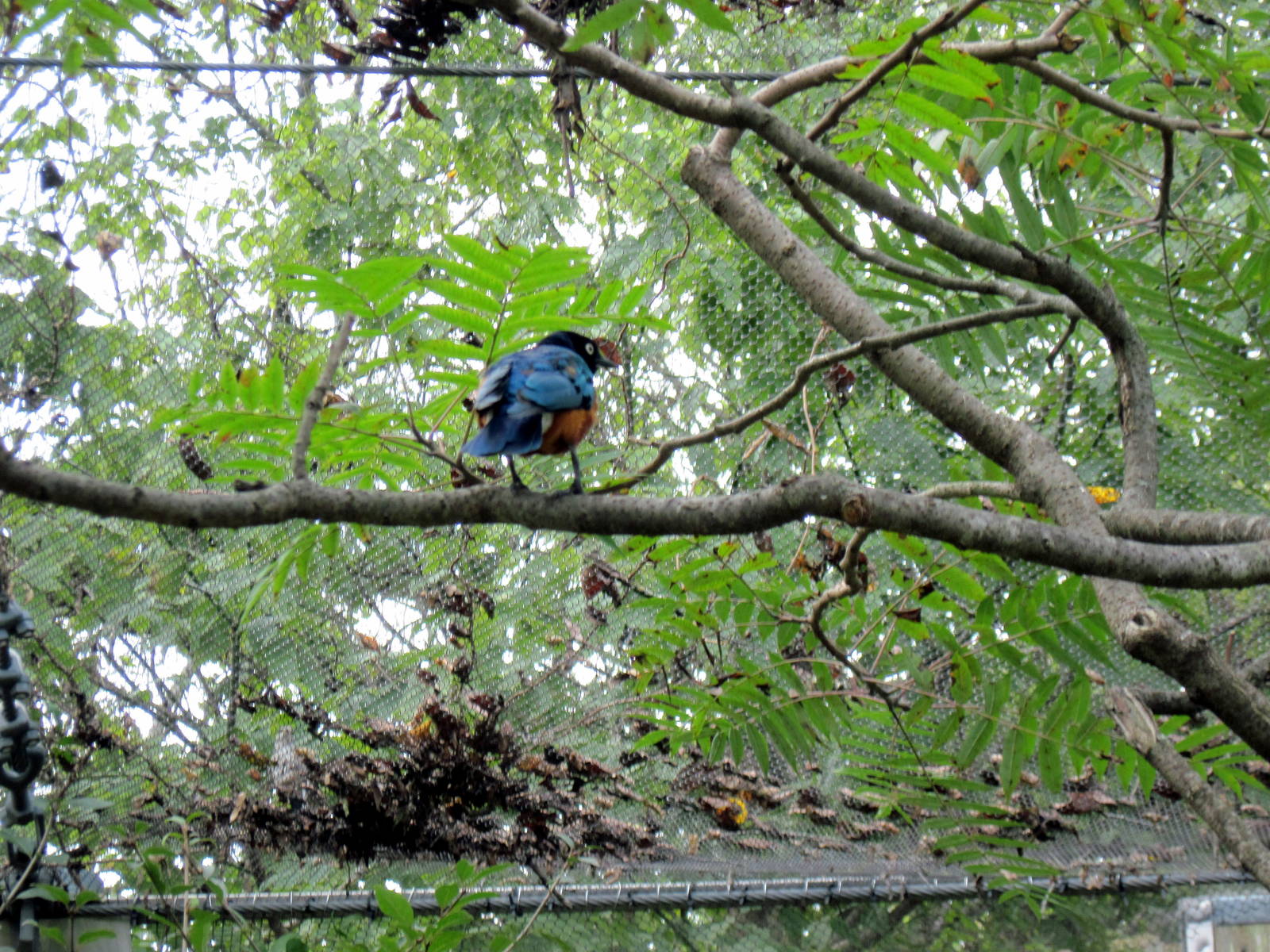 Africa-Superb Starling
