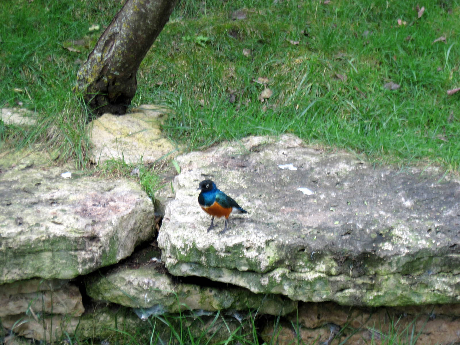 Africa-Superb Starling