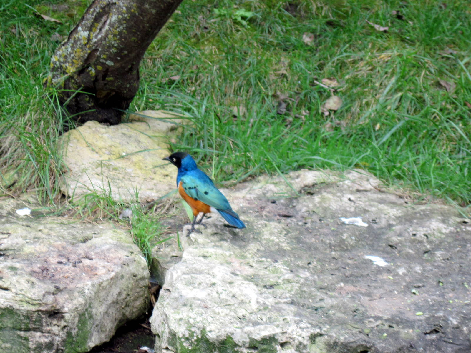 Africa-Superb Starling