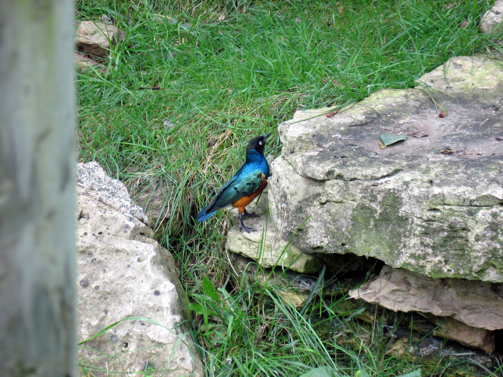 Africa-Superb Starling