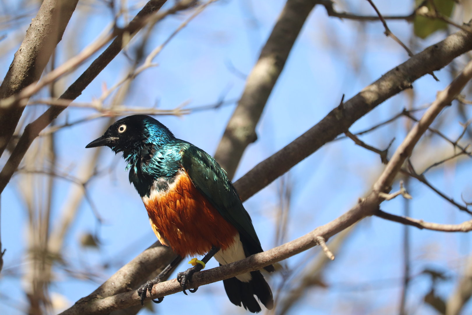 Africa - Superb Starling