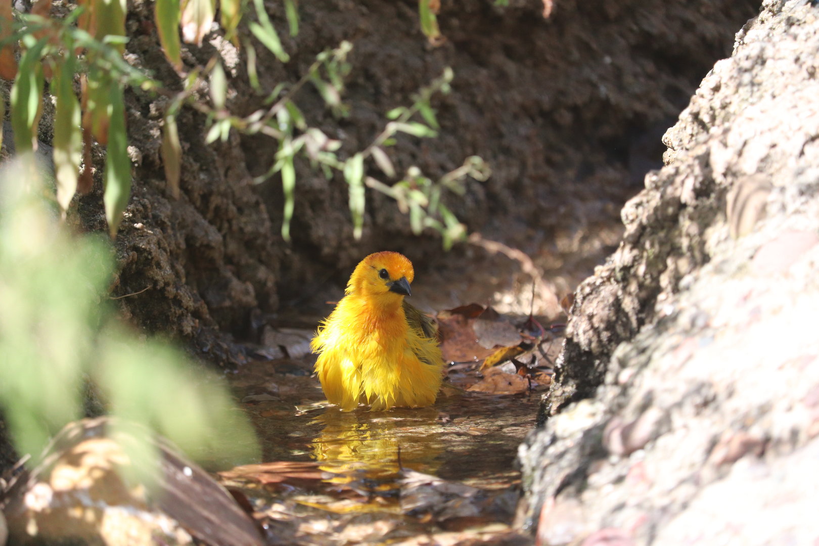 Africa - taveta golden weaver