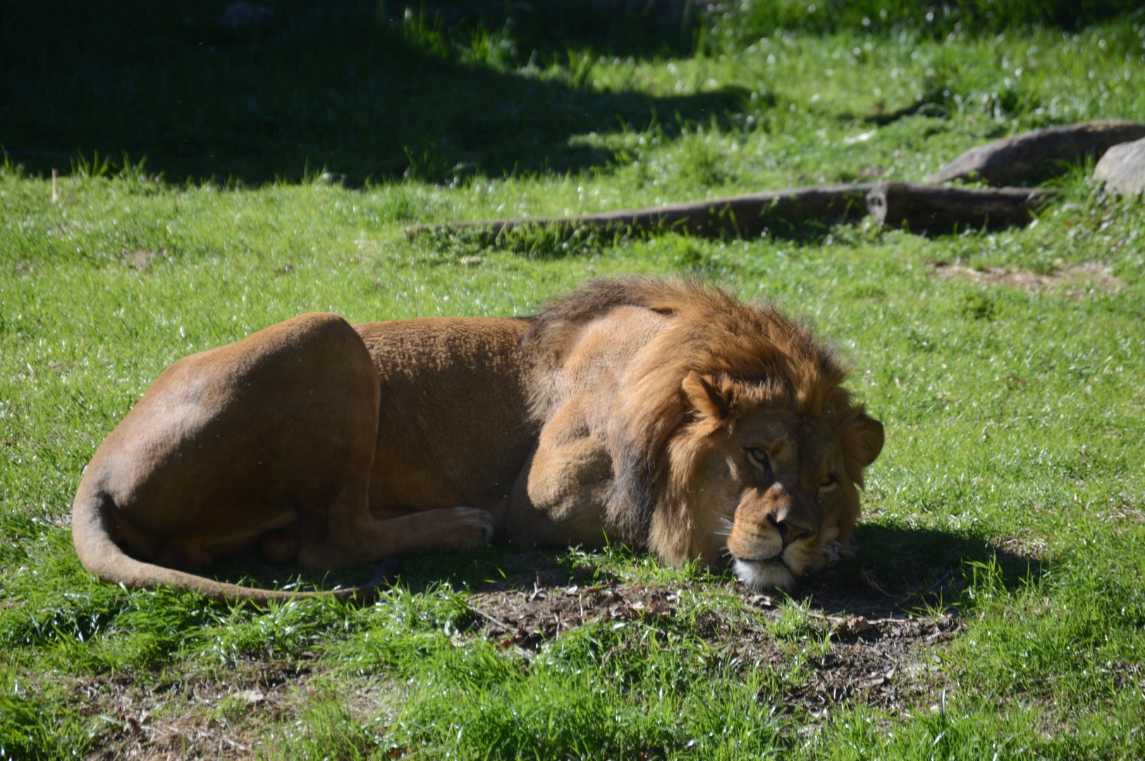 Africa - The Lion (Panthera leo) Sleeps Today.