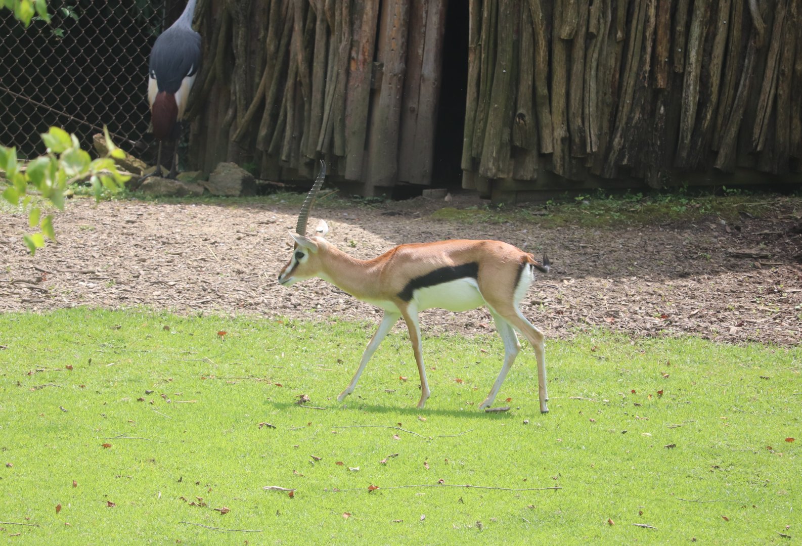 Africa - Thomson's Gazelle