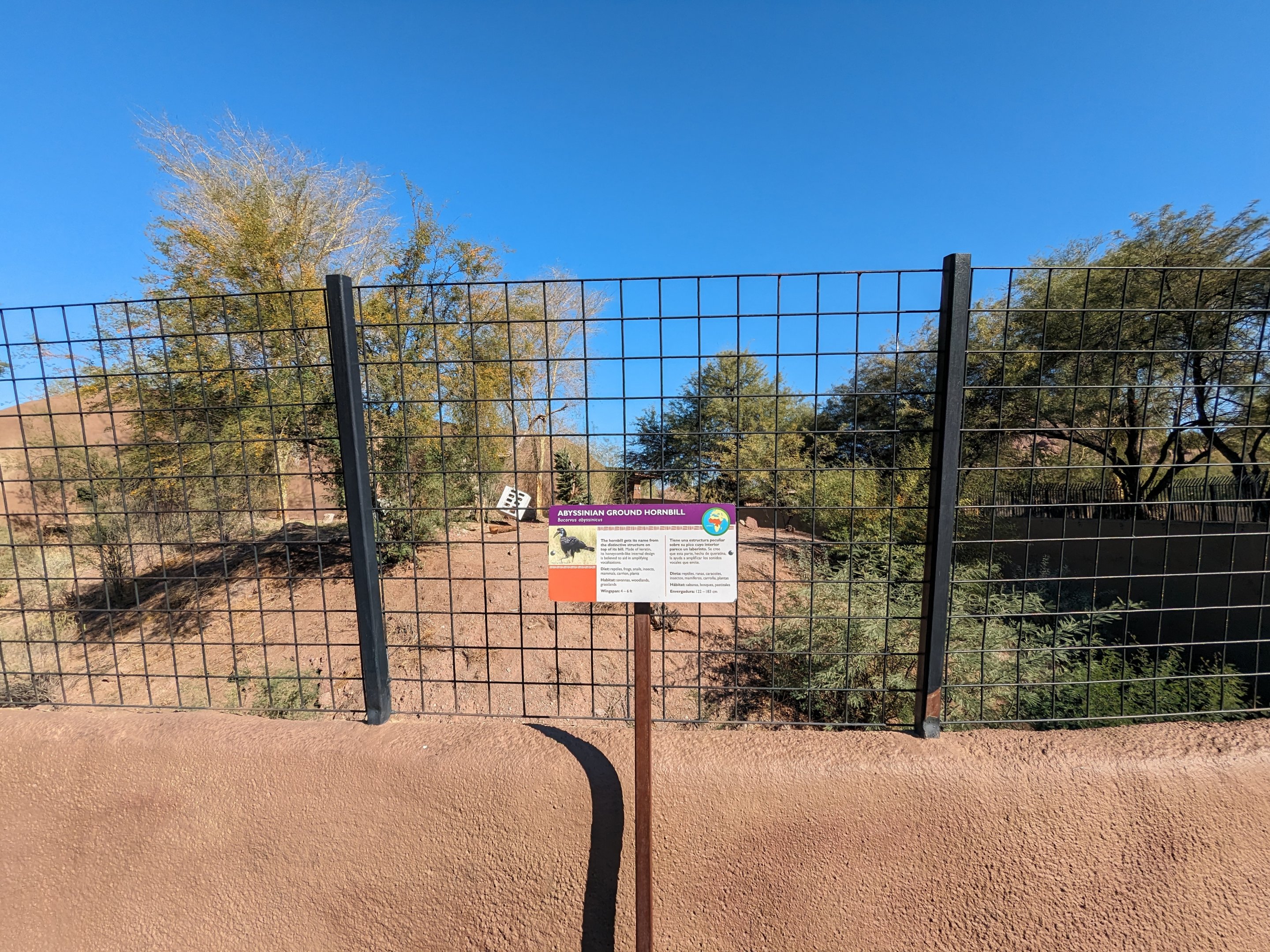 Africa Trail - Abyssinian Ground Hornbill (Former African lion)