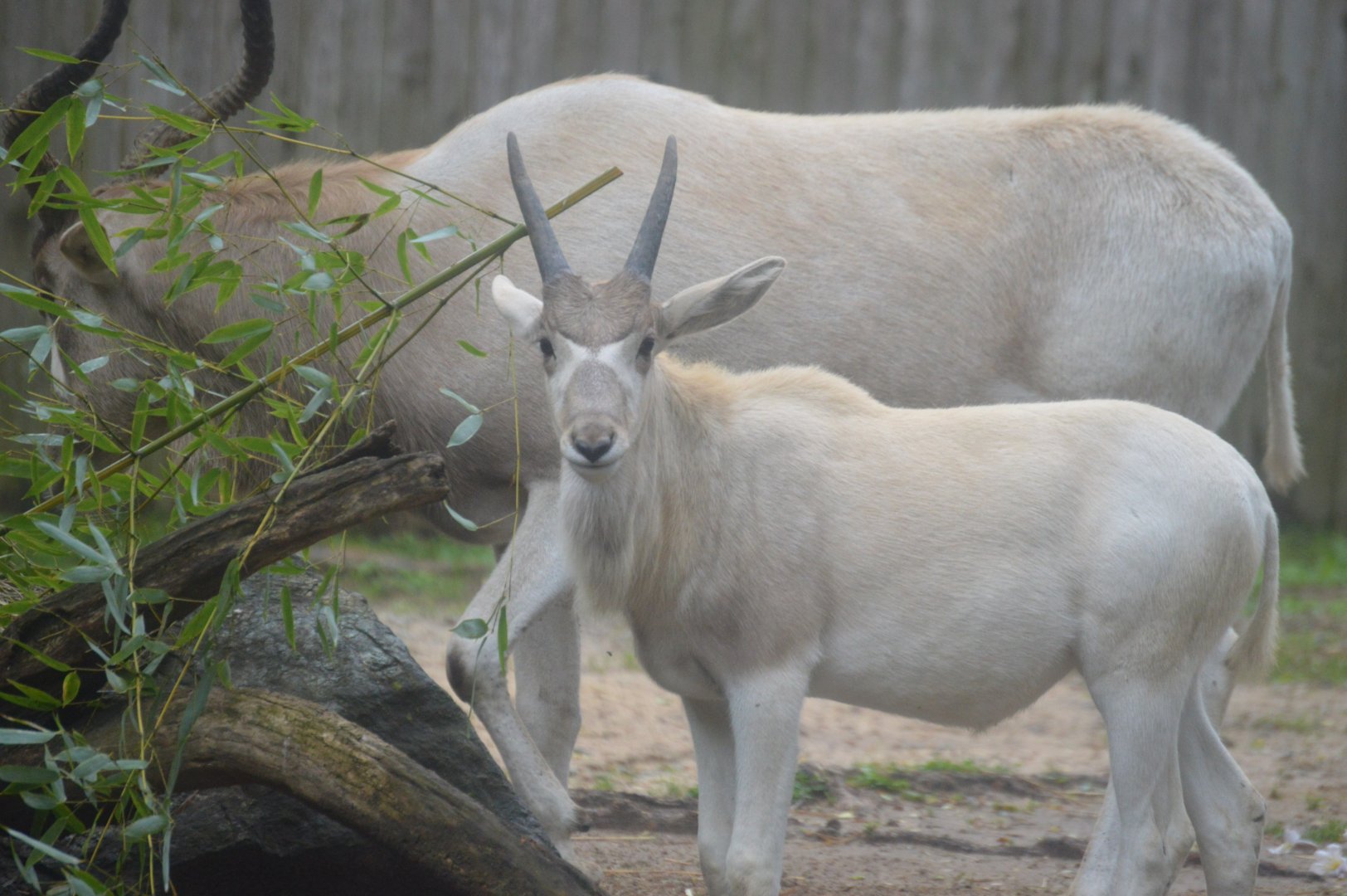 Africa Trail - Addax (Addax nasomaculatus)