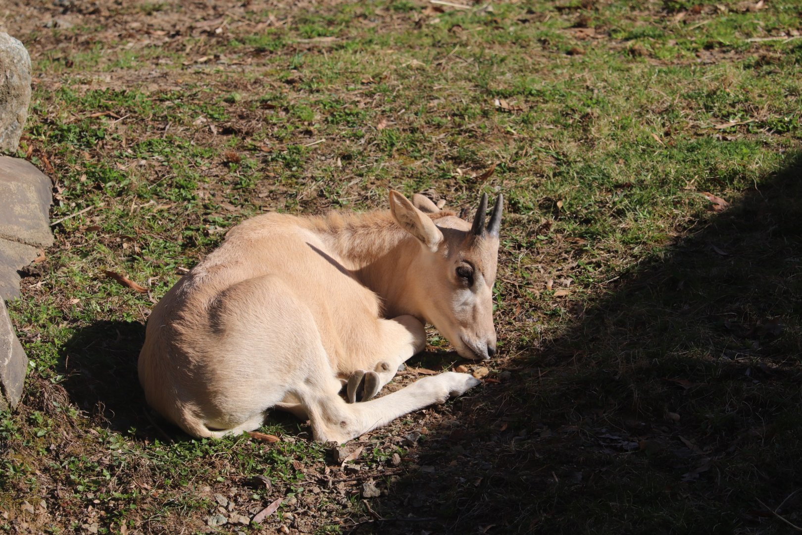 Africa Trail - Addax calf