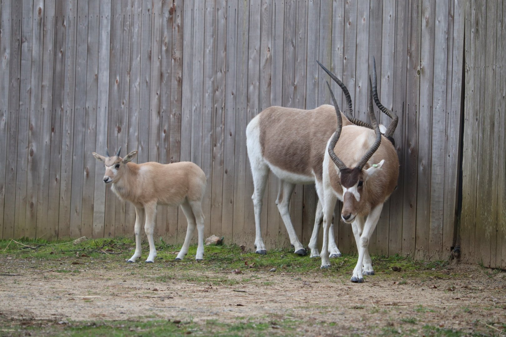 Africa Trail - Addax family