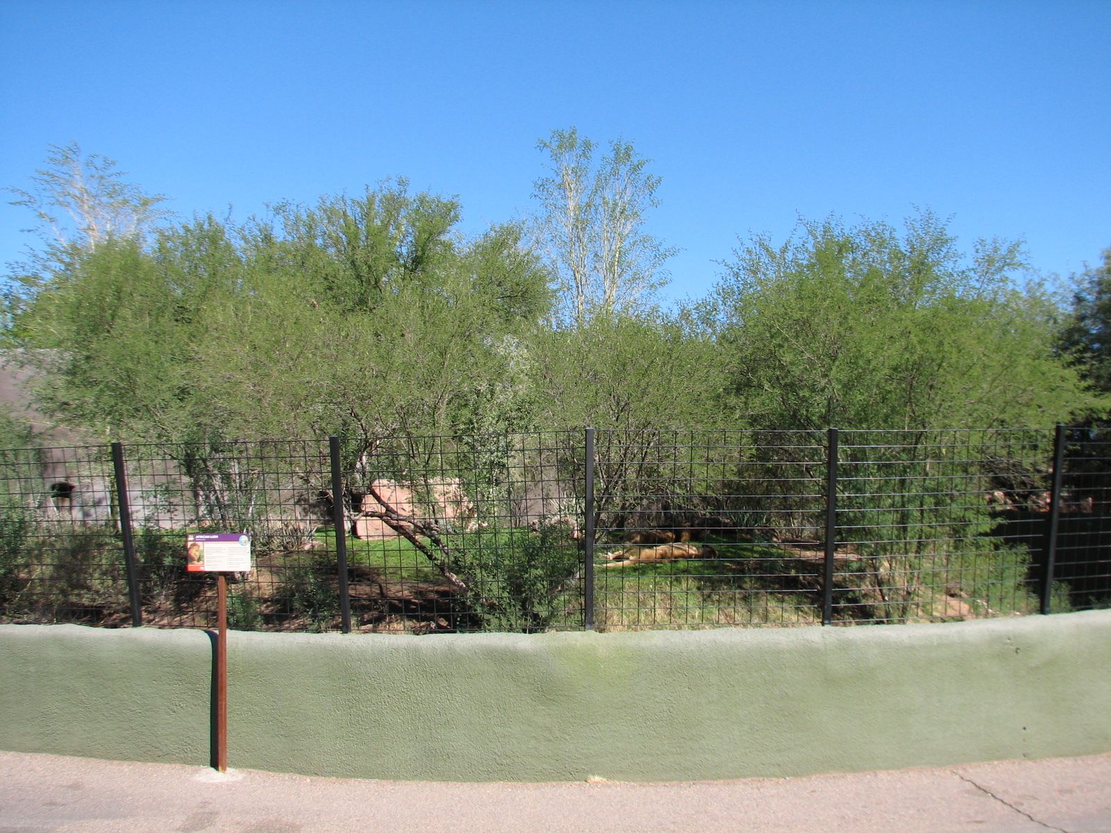 Africa Trail - African Lion Exhibit