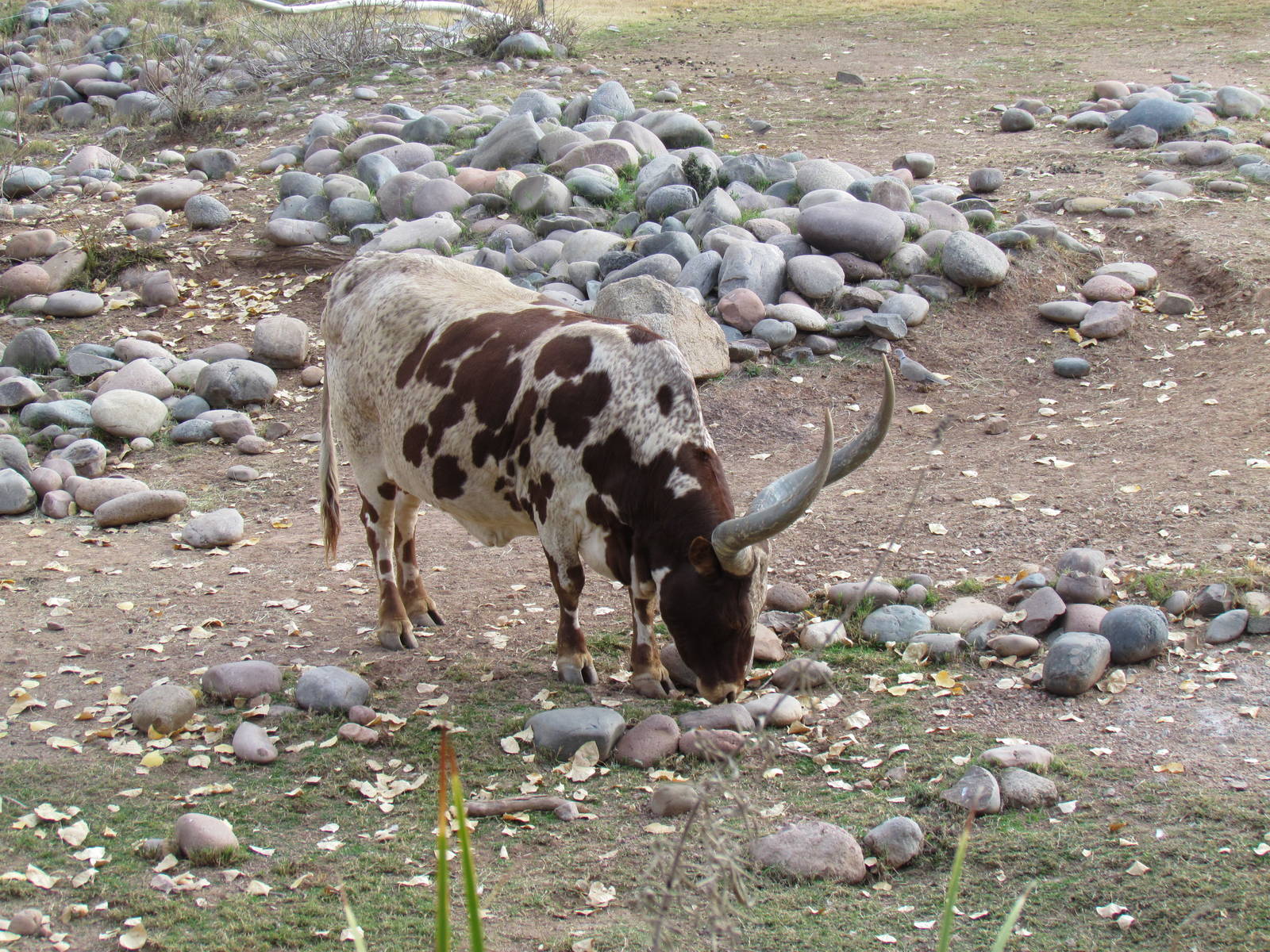 Africa Trail - Ankole-Watusi Cattle