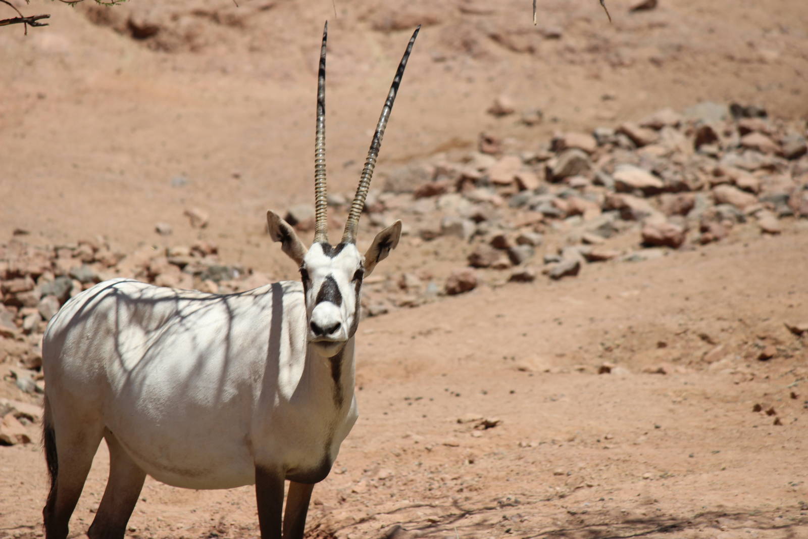 Africa Trail - Arabian Oryx