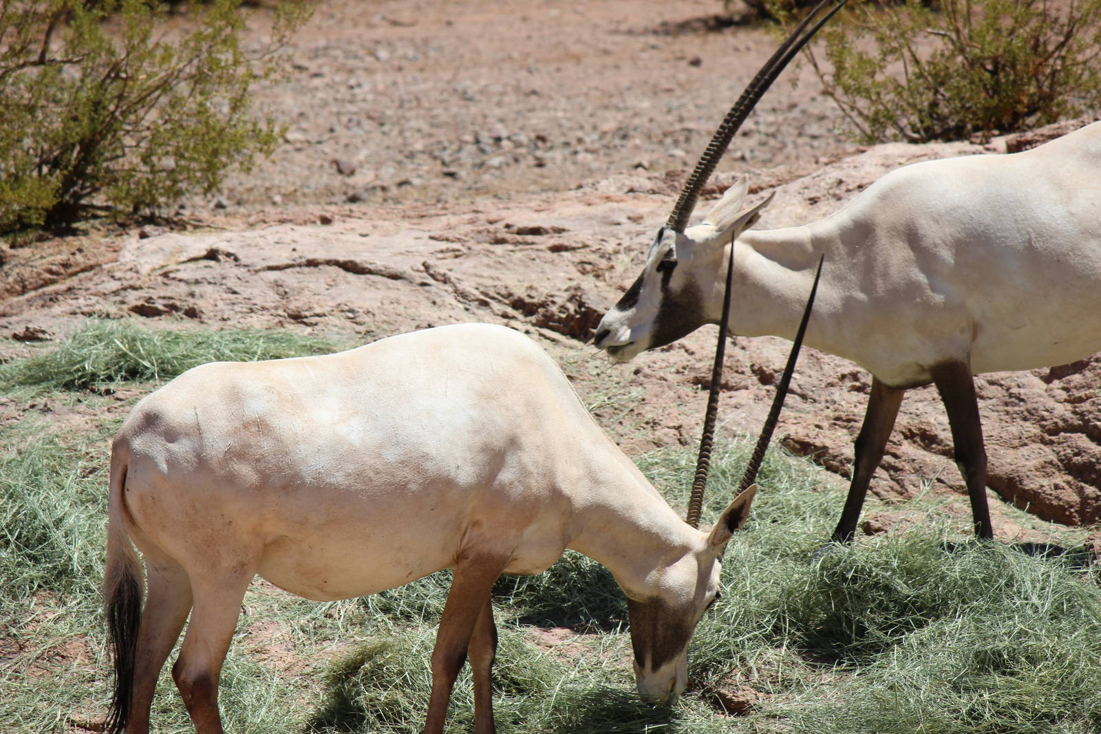 Africa Trail - Arabian Oryx