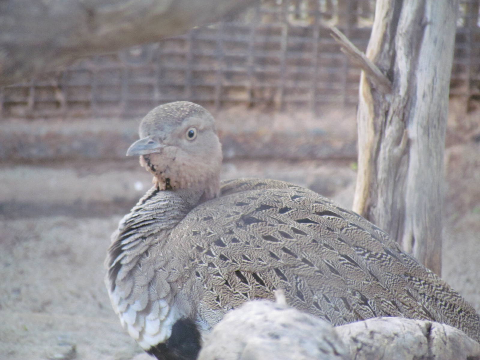 Africa Trail - Buff-crested Bustard