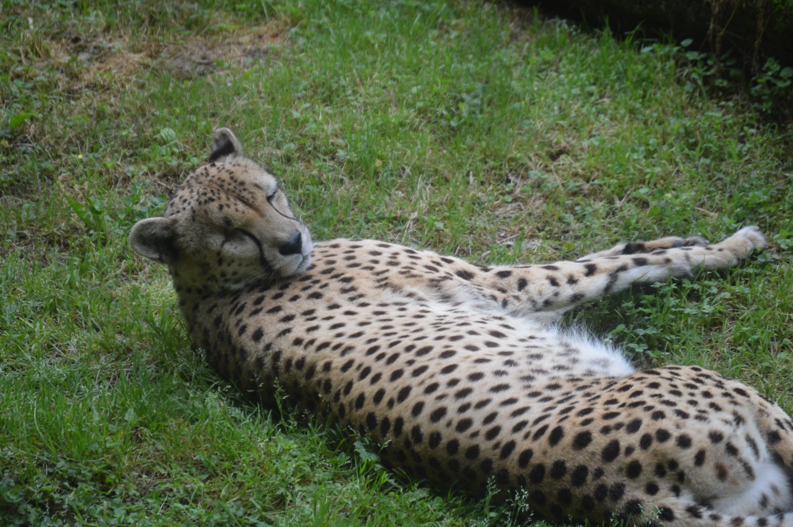 Africa Trail - Cheetah (Acinonyx jubatus)