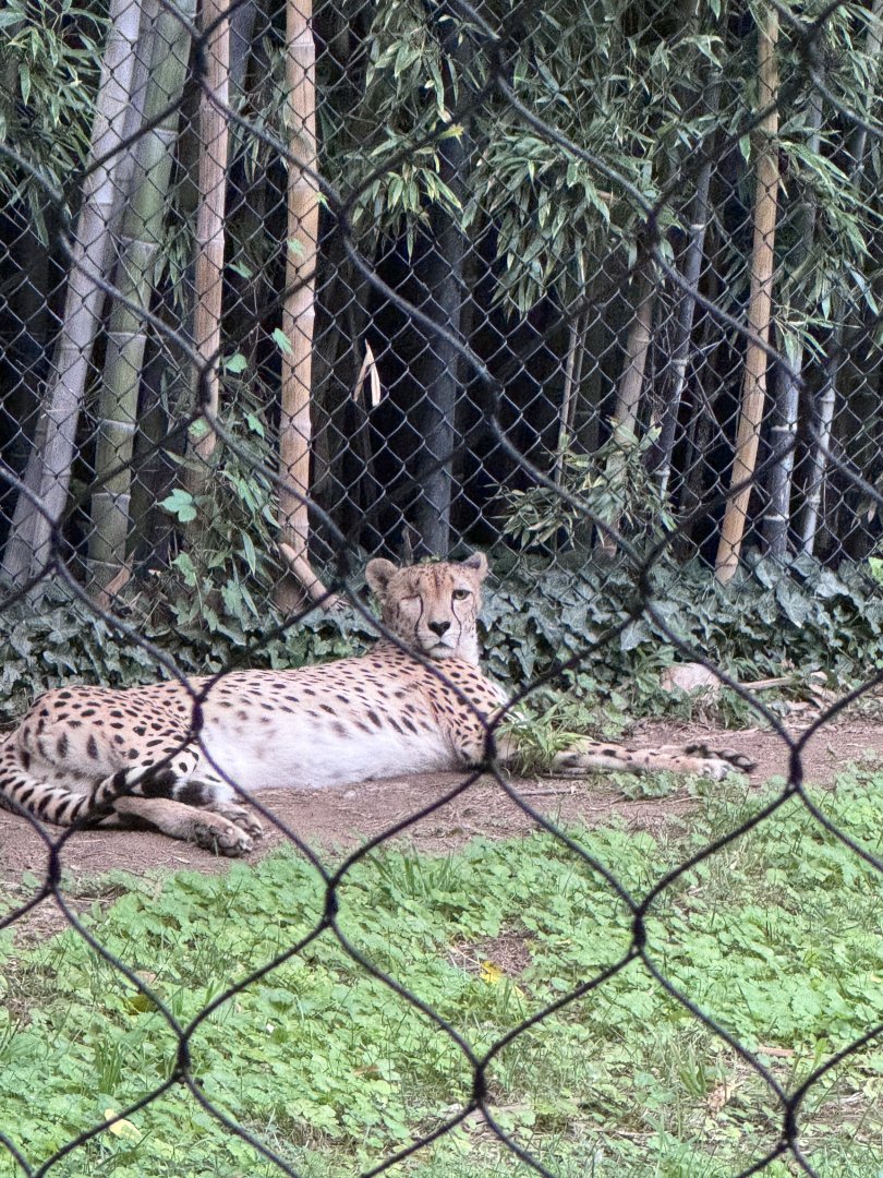 Africa trail- Cheetah- Carmelita