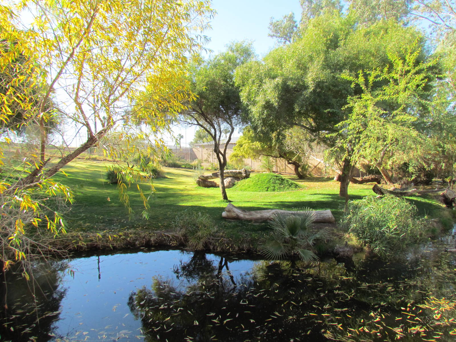 Africa Trail - Cheetah Exhibit