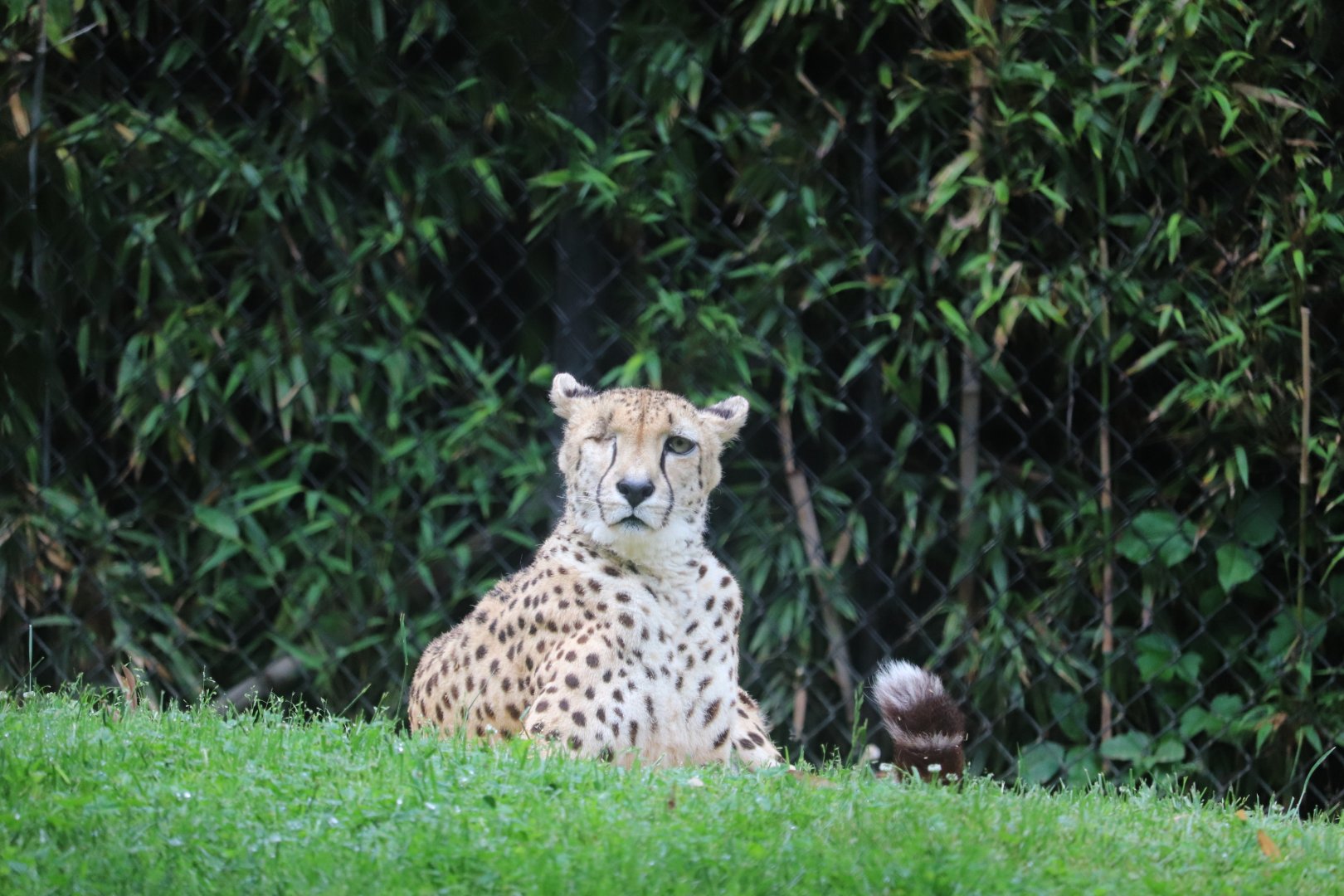 Africa Trail - Cheetah - Lita