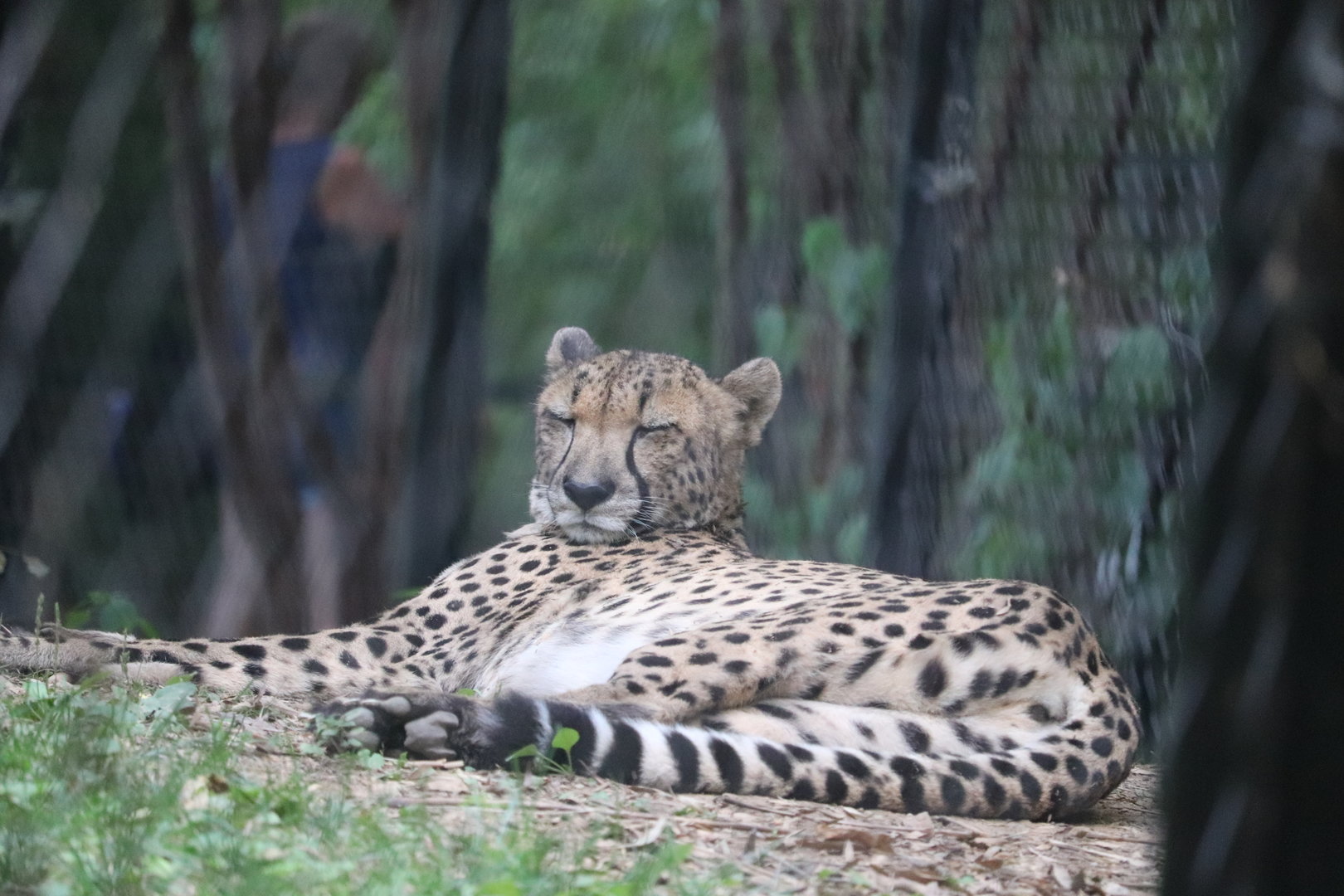 Africa Trail - Cheetah