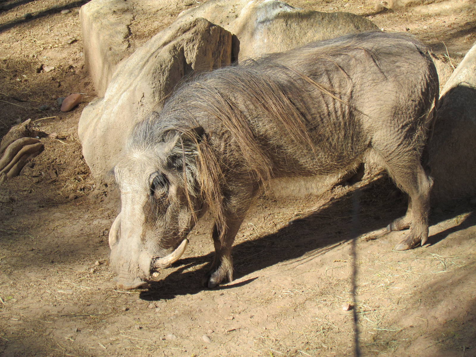 Africa Trail - Common Warthog