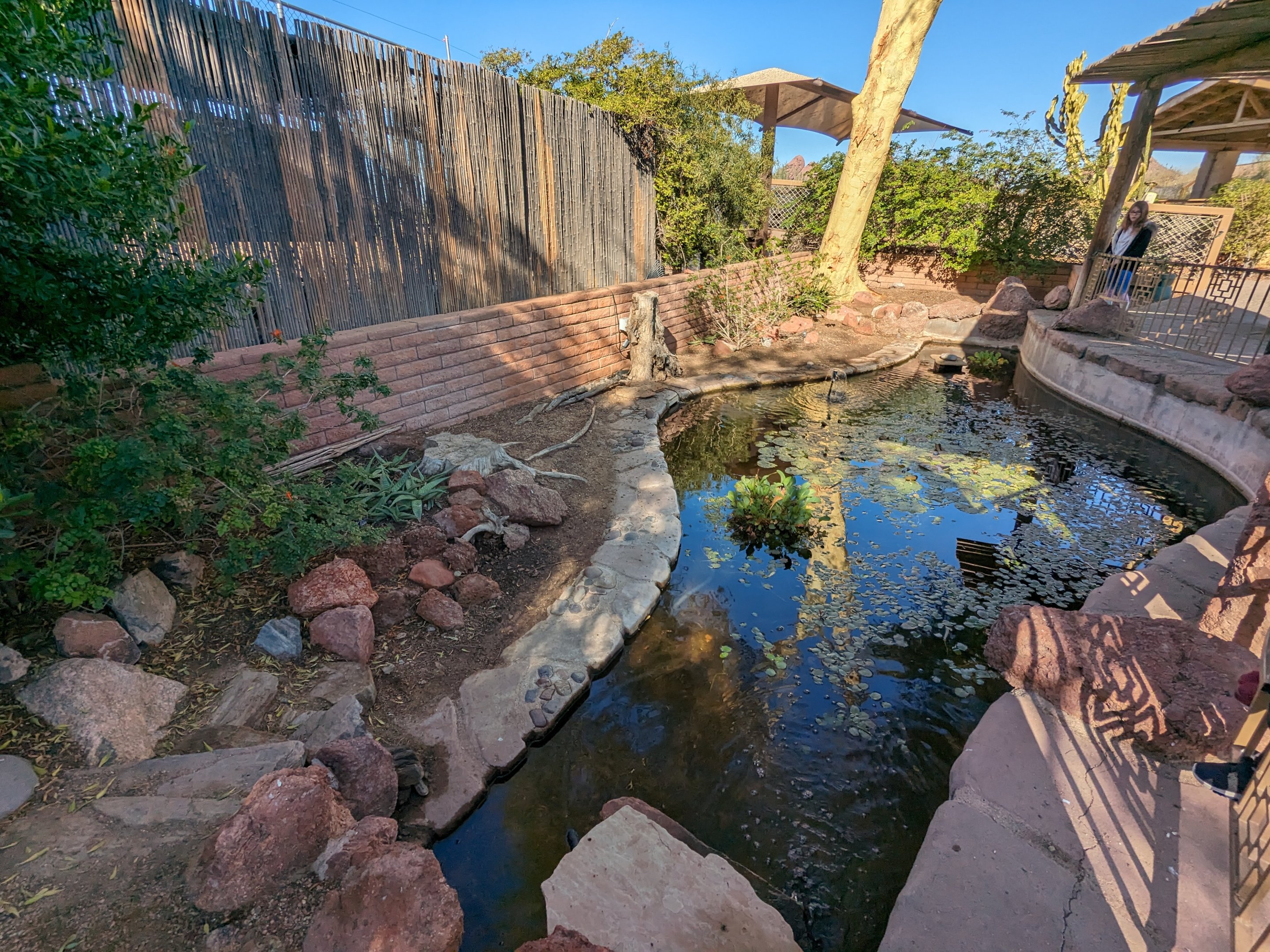 Africa Trail - Desert pupfish