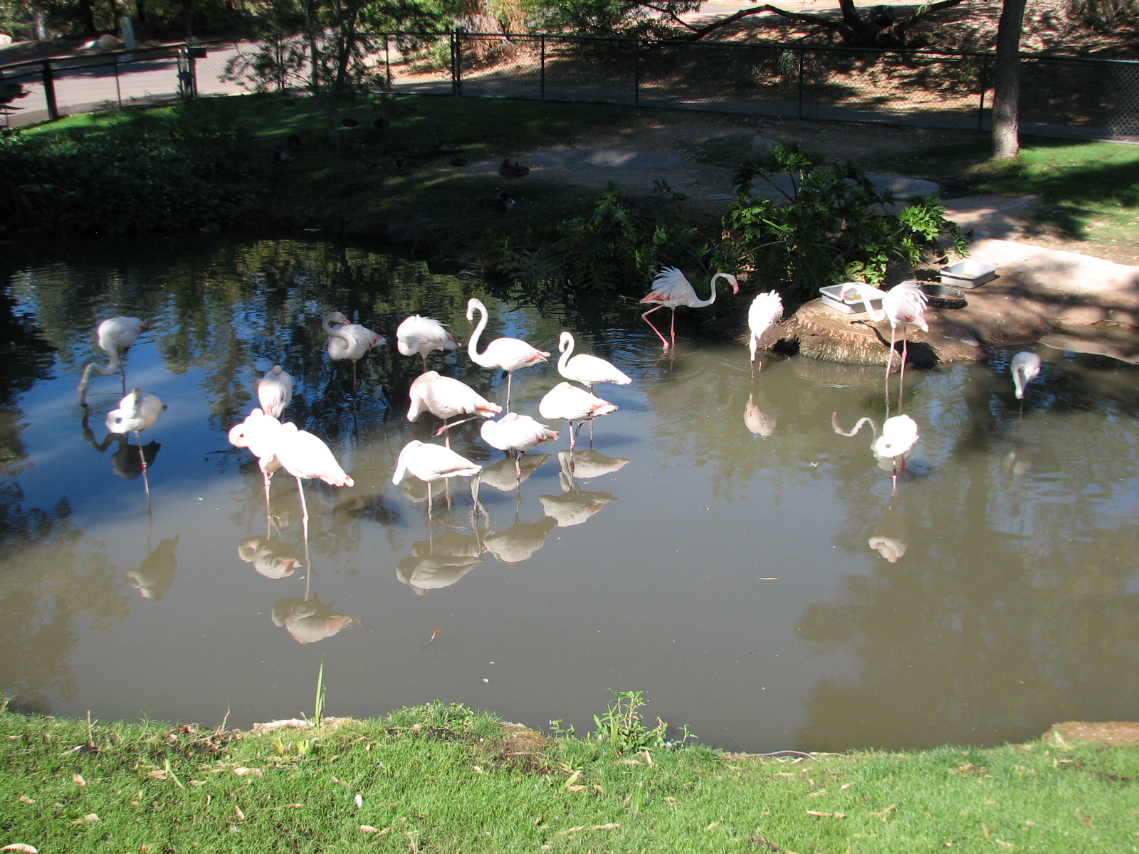 Africa Trail - Flamingo Exhibit