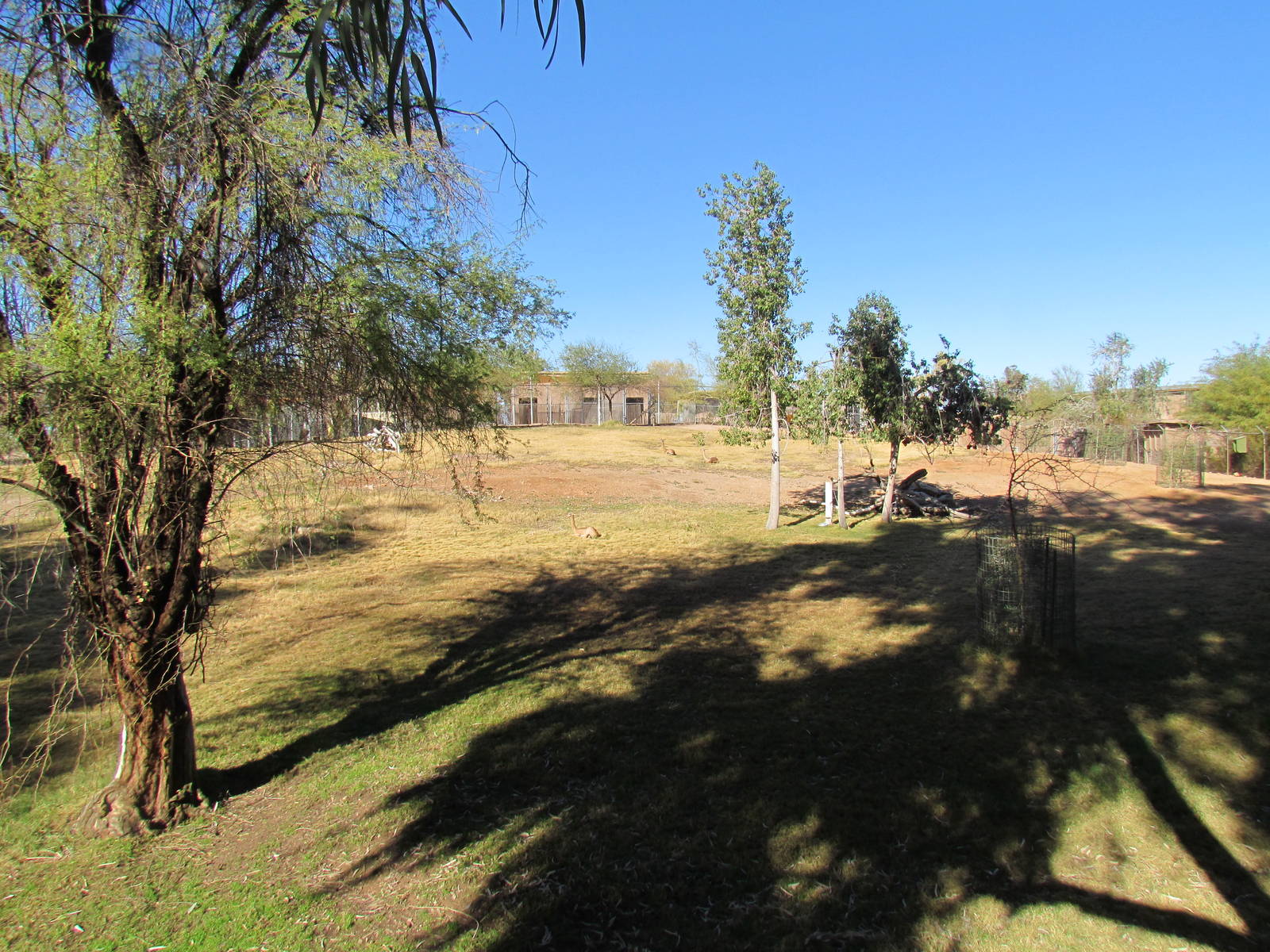 Africa Trail - Gerenuk Exhibit